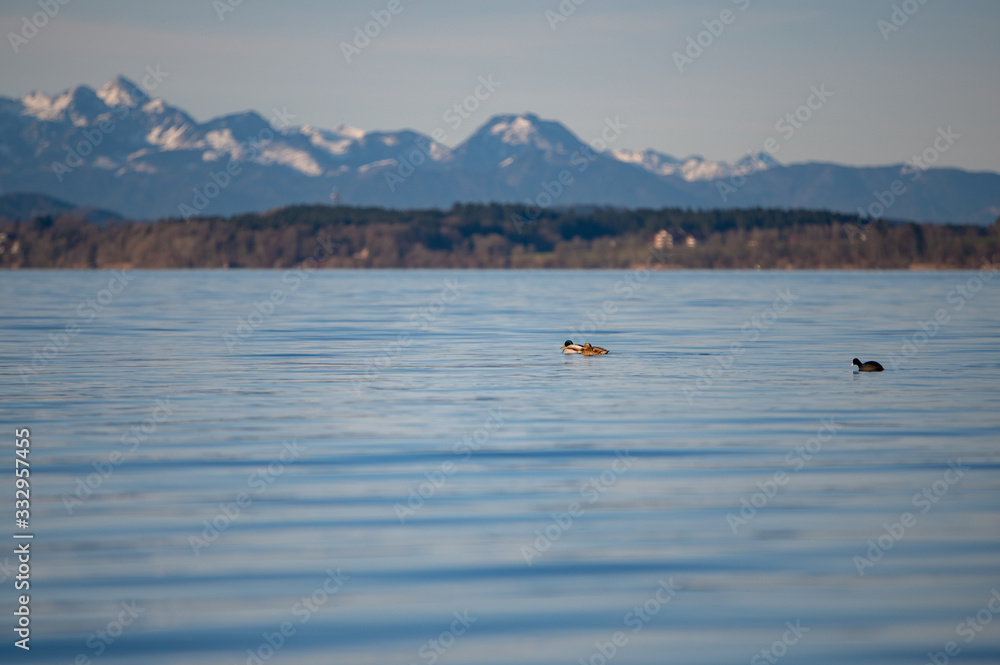Schwimmende Enten auf dem Chiemsee mit den Alpen im Hintergrund