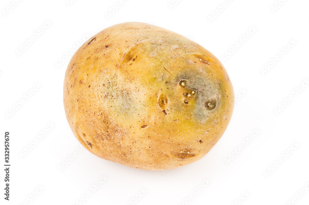Fototapeta premium Potato tuber close up on white background