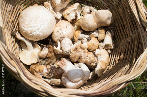 basket of edible mushrooms, champignons and St. George mushrooms photo