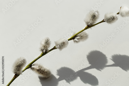 Branch of pussy willow, springtime