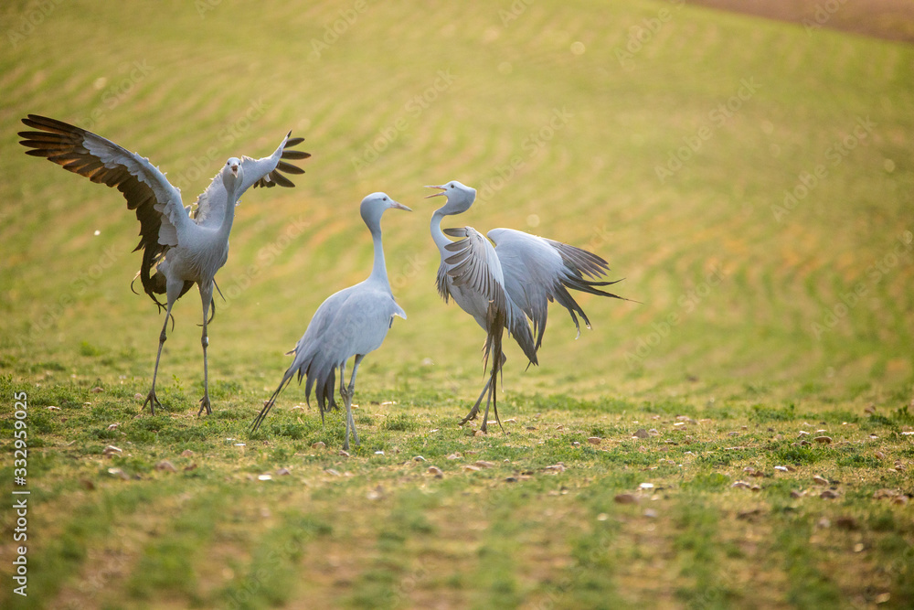 Fototapeta premium Close up image of Blue Cranes on a wheat field in the overberg of south africa