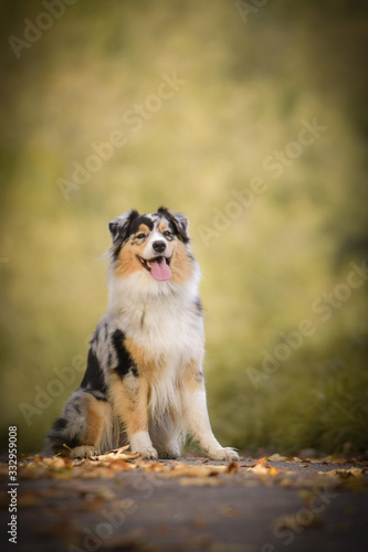 Portrait of Australian shepherd with amazing background. Amazing autumn atmosphere in Prague.