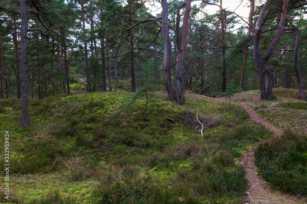 Fototapeta premium Primeval forest Darß