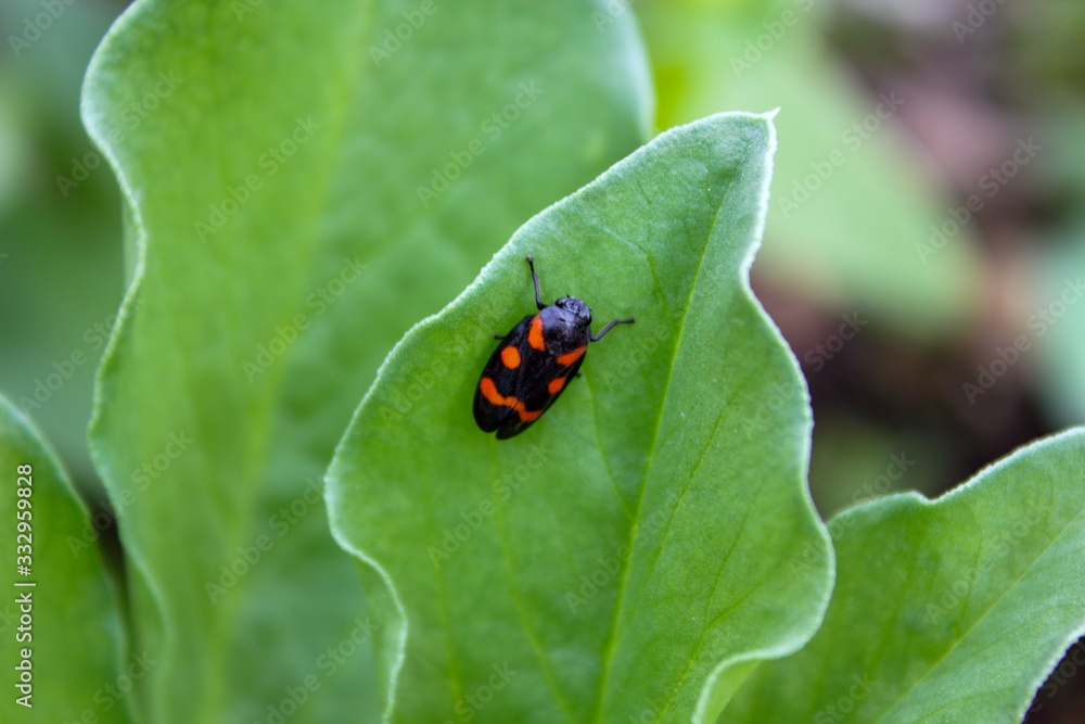 ladybug on leaf