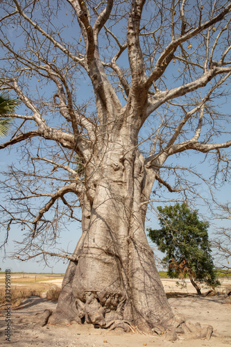 Baobab Baum in senegalesischen Casamance