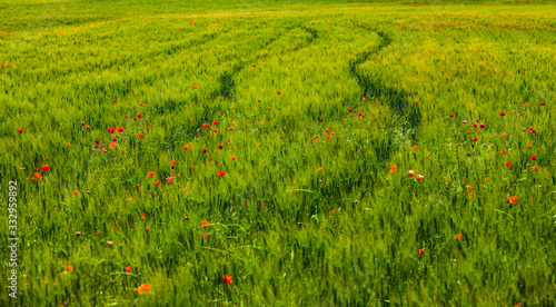 Rote Mohnblumen in einem Gr  nem Feld