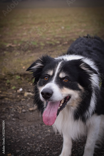 Male of border collie is prowling on flying clay from handler. He loves catching it. © doda