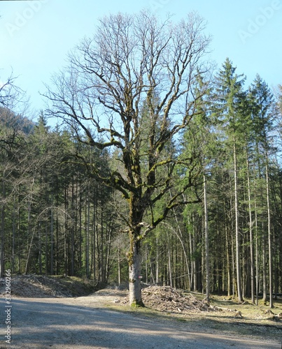 Schöner Baum bei Geitau photo