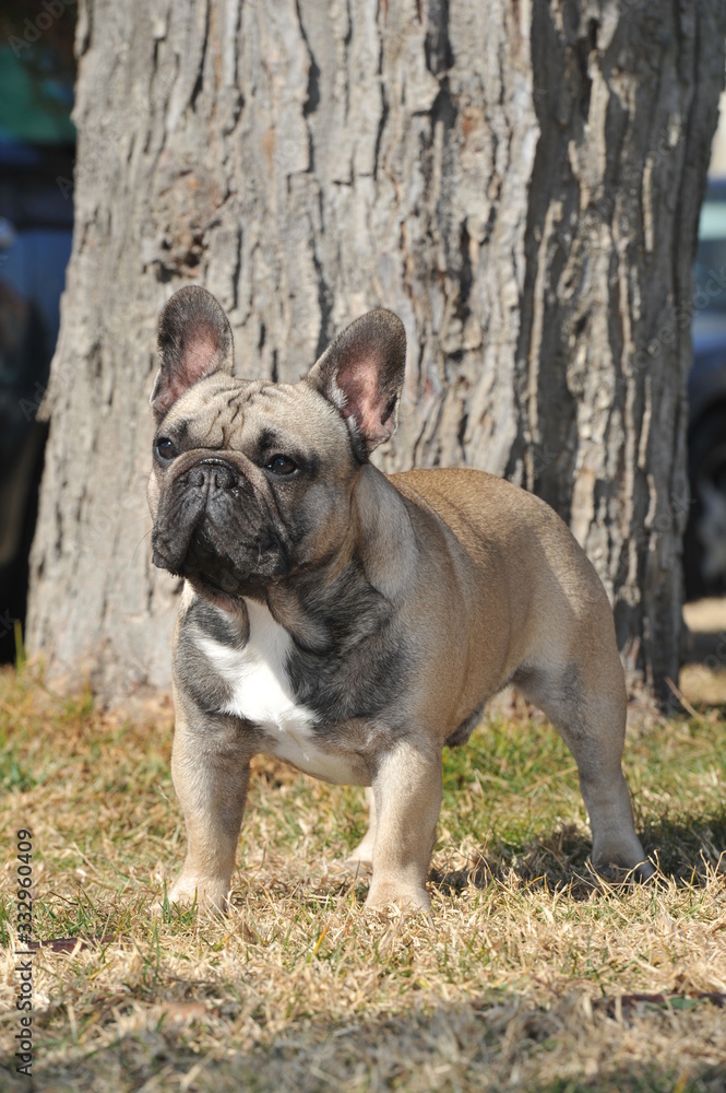 Junior French Bulldog purebred dog on the grass Junior French Bulldog purebred dog on the grass