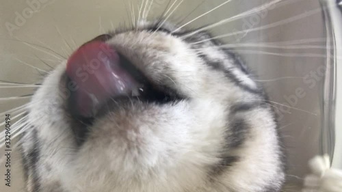 真下から見る水を飲む猫の動画