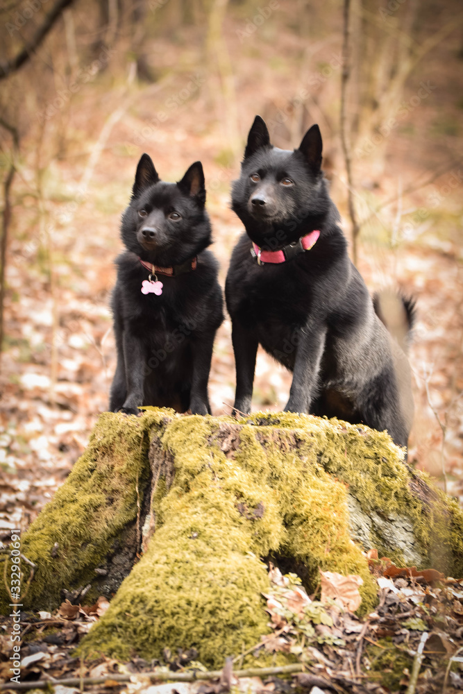 Young females of schipperke is sitting on trunk. They are so patient models. Young females of schipperke is sitting on trunk. They are so patient models.