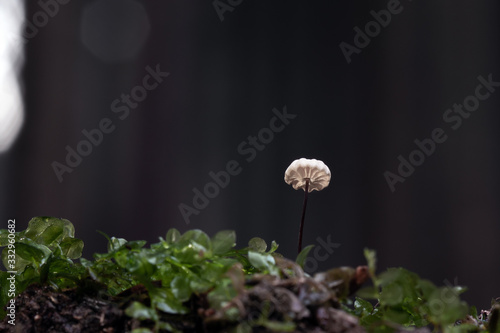 Mushroom, photo Czech Republic, Europe