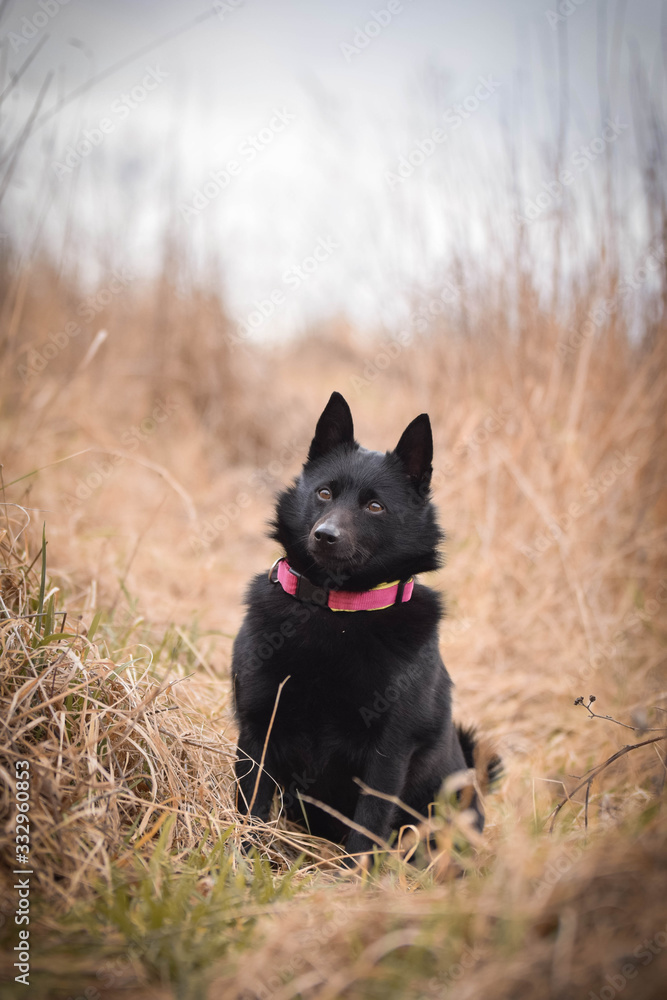 Young female of schipperke is sitting in reed. She has so nice face. She is so patient model.