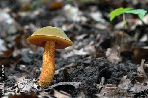 Mushroom, photo Czech Republic, Europe