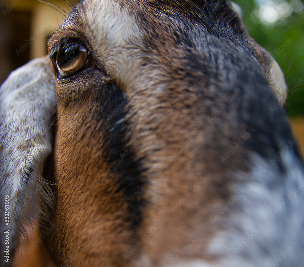 goat eye closeup, face of the animal