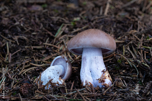 Mushroom, photo Czech Republic, Europe