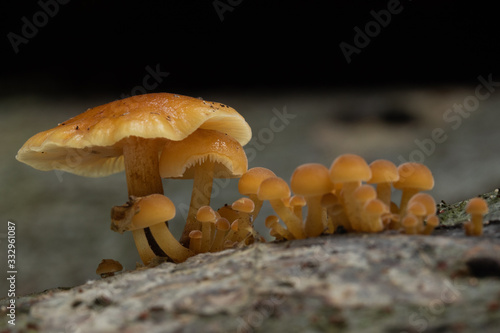 Mushroom, photo Czech Republic, Europe
