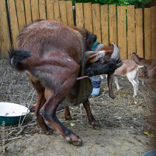 male goat pees on himself photo