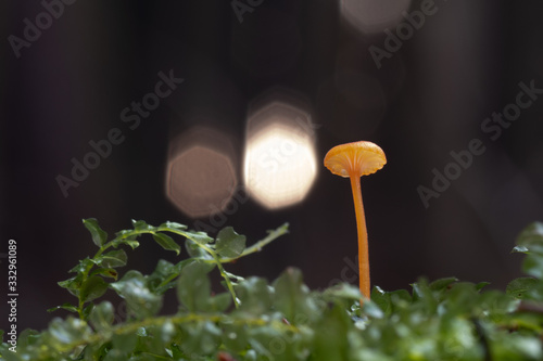 Mushroom, photo Czech Republic, Europe