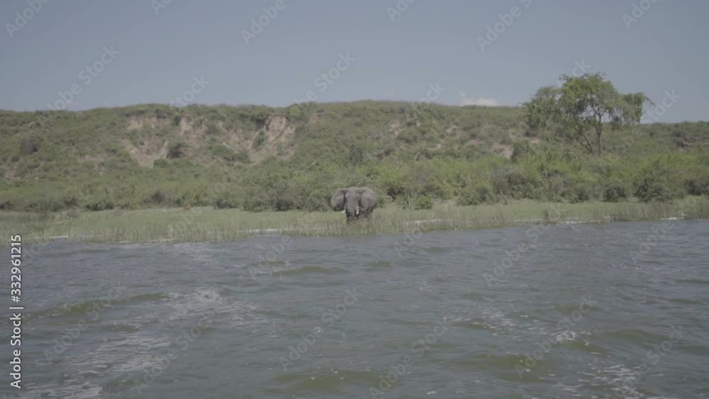 Elephant standing in a river filmed from a moving boat. Safari trip. Adventure. Elephant standing in a river filmed from a moving boat. Safari trip. Adventure.