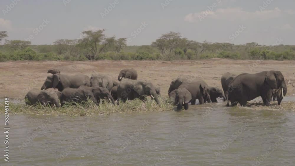 Elephants in a river. Safari in Uganda Africa. Wild animals in their natural habitat. Elephants in a river. Safari in Uganda Africa. Wild animals in their natural habitat.