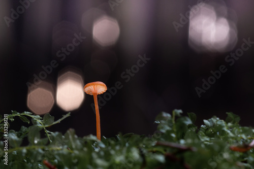 Mushroom, photo Czech Republic, Europe