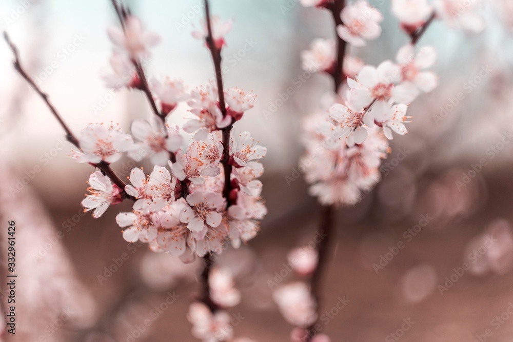 cherry blossom in spring