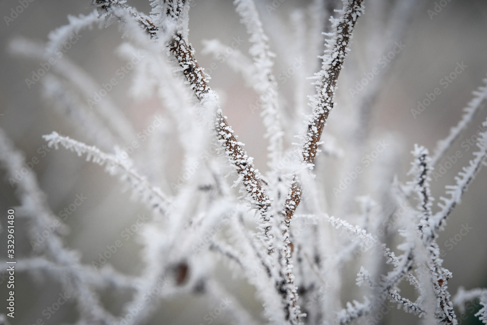 Frozen branches in winter time. This frost make so nice creature. Frozen branches in winter time. This frost make so nice creature.