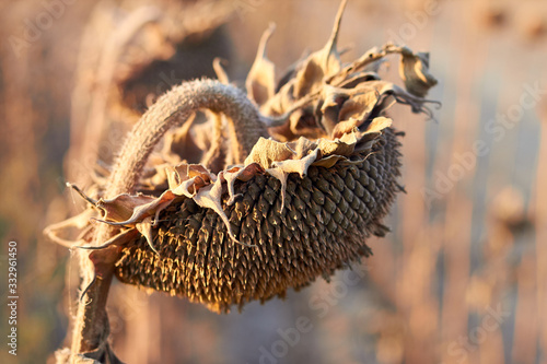 Billede på lærred Close up of dry withered sunflower on a field