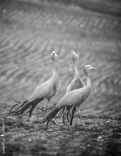 Close up image of Blue Cranes on a wheat field in the overberg of south africa photo