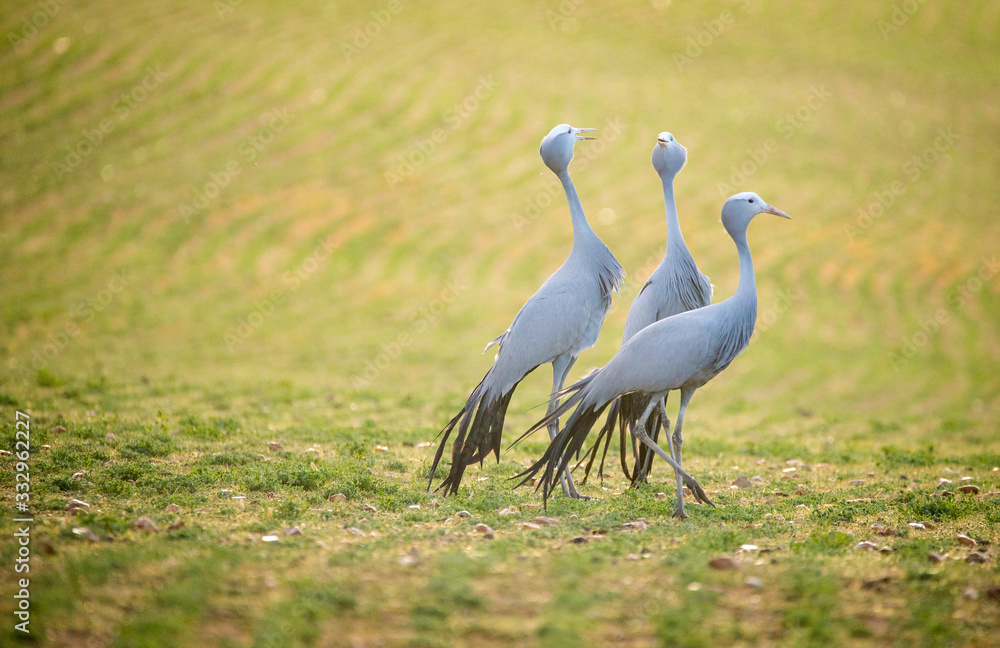 Fototapeta premium Close up image of Blue Cranes on a wheat field in the overberg of south africa