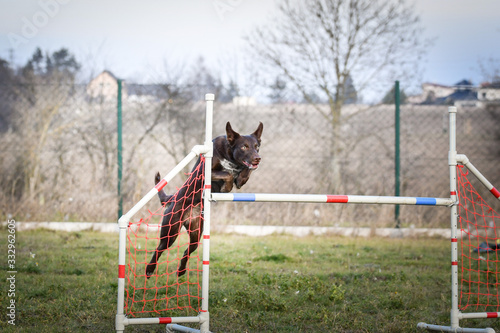 Dog brown border collie is jumping over the hurdles. Amazing day on czech agility competition.