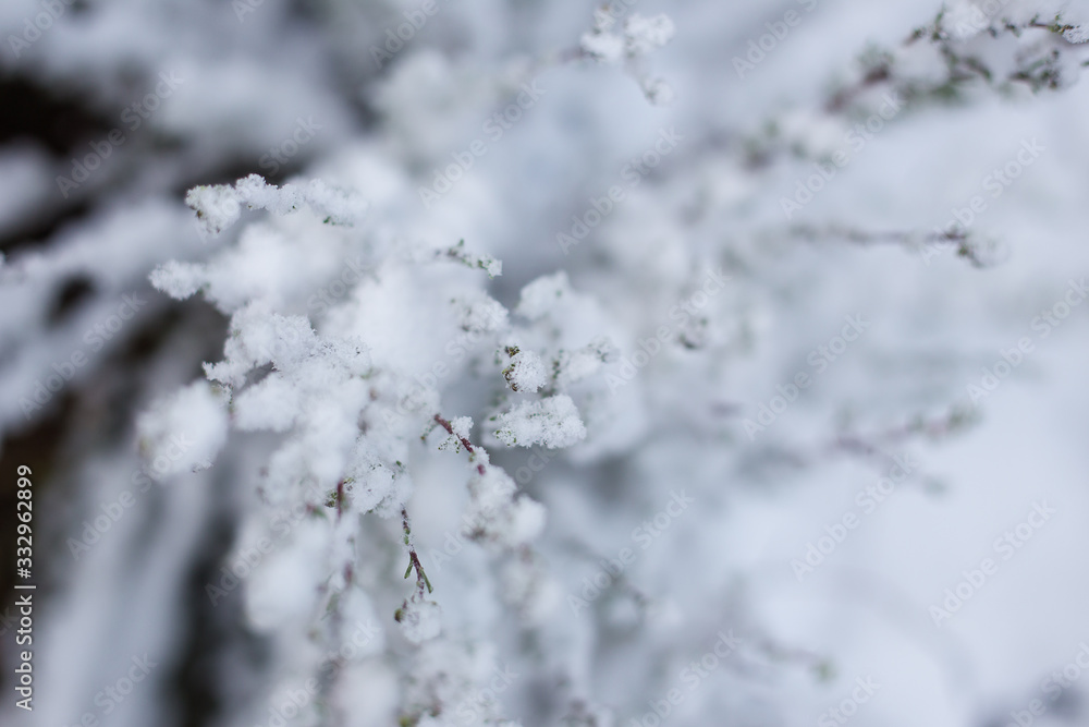 Close up image of branches covered in fresh snow near Ceres in t Close up image of branches covered in fresh snow near Ceres in t