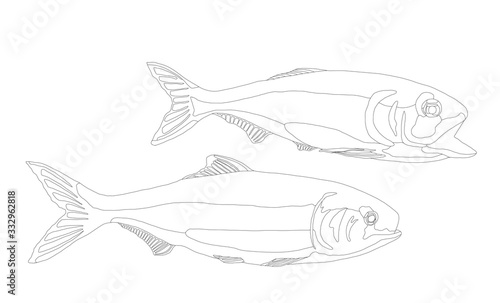 line drawing of 2 schooling fish