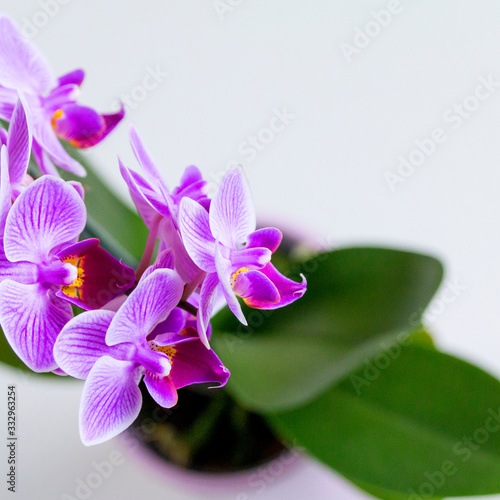 les fleures d'orchidée mauve