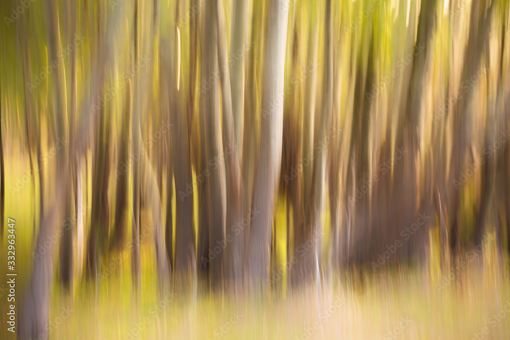 Close up view of trees using a slow shutter to blur the image creatively
