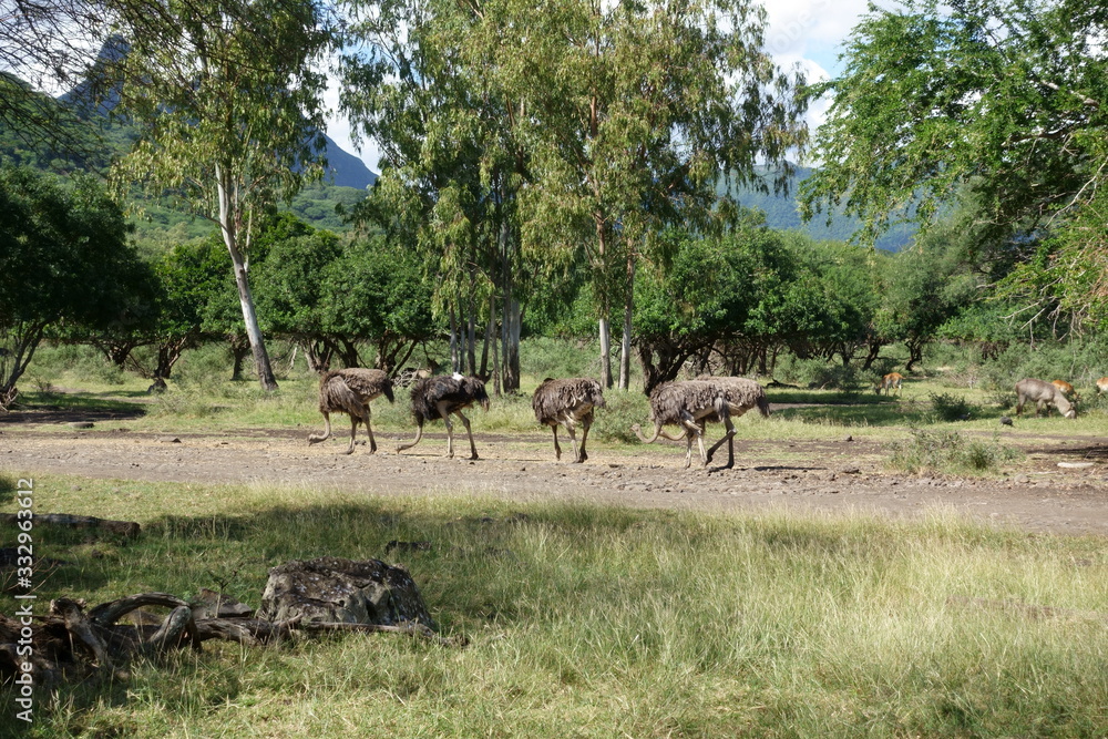 in Mauritius in Mauritius
