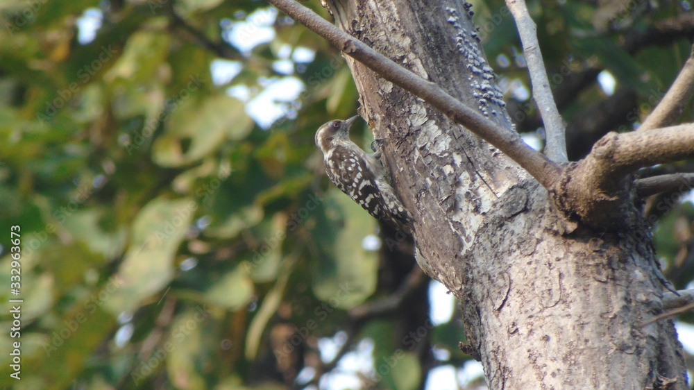 Brown Capped Pygmy Woodpecker on Tree