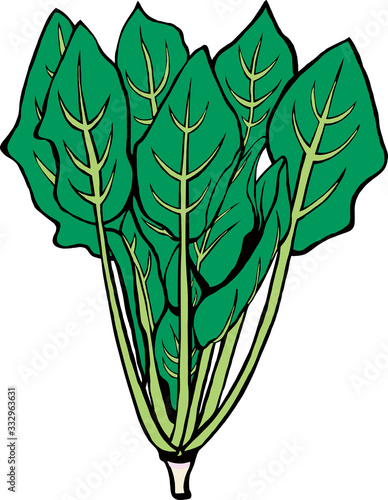 ほうれん草のイラスト