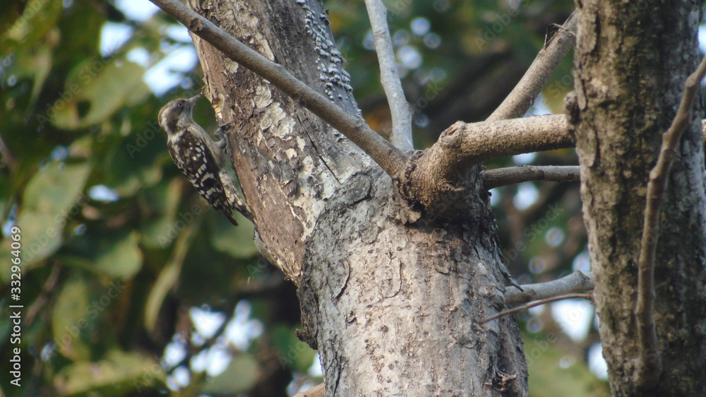 Brown Capped Pygmy Woodpecker on Tree Brown Capped Pygmy Woodpecker on Tree