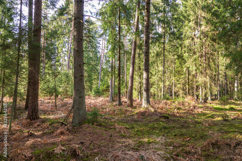 Fototapeta premium Forrest - Forest Knyszyn (Poland)