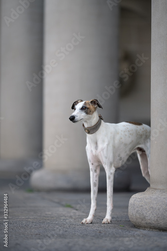 Edler Windhund