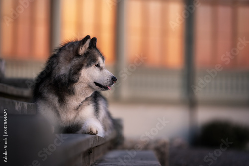 liegender Malamute