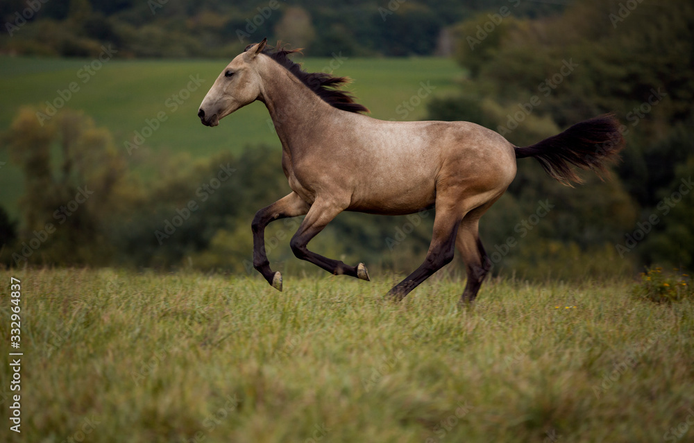 young brown horse running on meadow by the sunset young brown horse running on meadow by the sunset