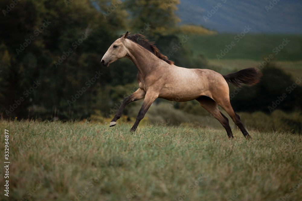 young brown horse running on meadow by the sunset young brown horse running on meadow by the sunset