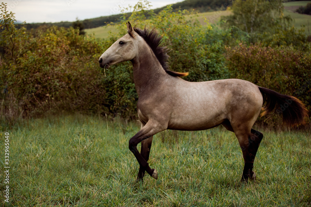 young brown horse running on meadow by the sunset