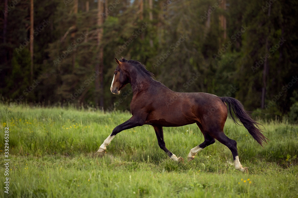 young brown horse running on meadow by the sunset young brown horse running on meadow by the sunset