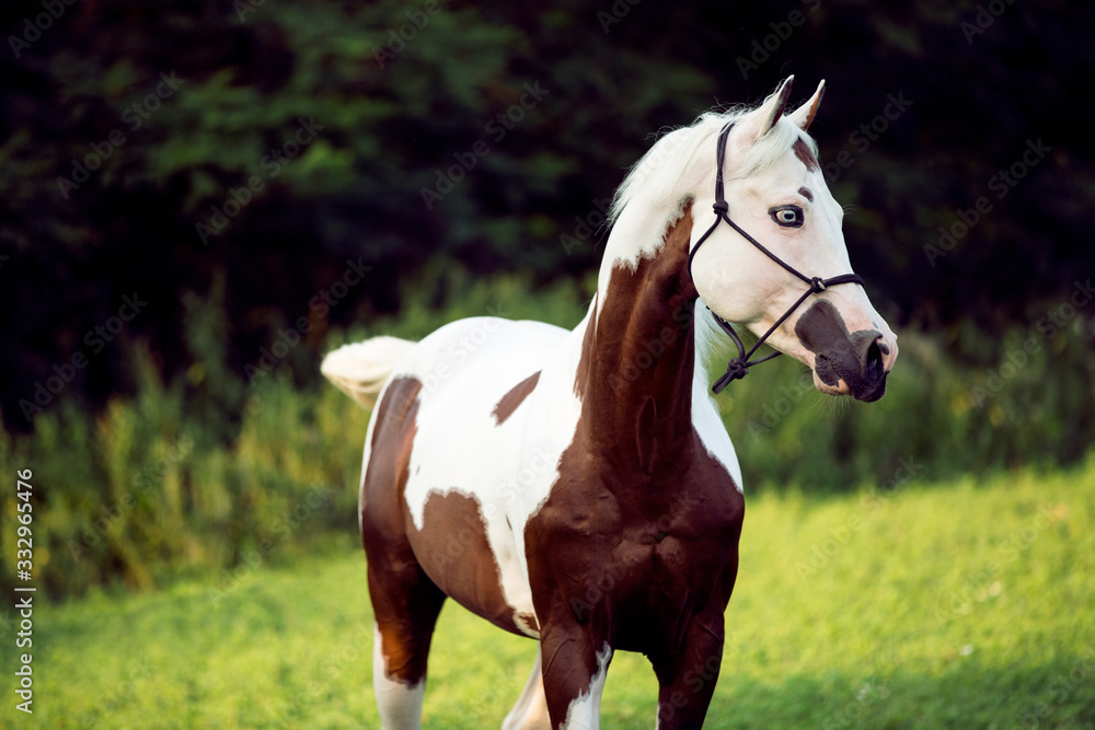 beautiful and sublime stallion Prince trotting on summer sunset, paint horse, brown and white horse in summer sunset, horse portrait