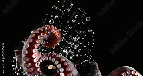 Photography octopus tentacle water seafood animal