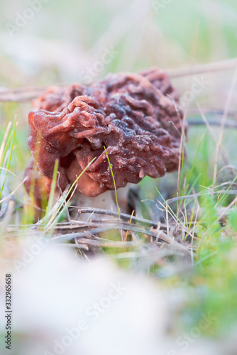  Gyromitra Esculenta